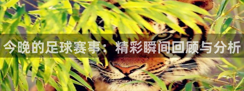  今晚的足球赛事：精彩瞬间回顾与分析