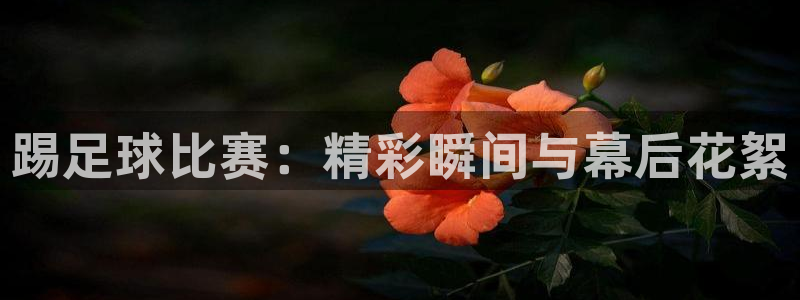 踢足球比赛：精彩瞬间与幕后花絮