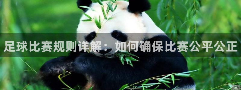  足球比赛规则详解：如何确保比赛公平公正